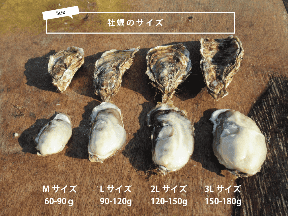 牡蠣のサイズ