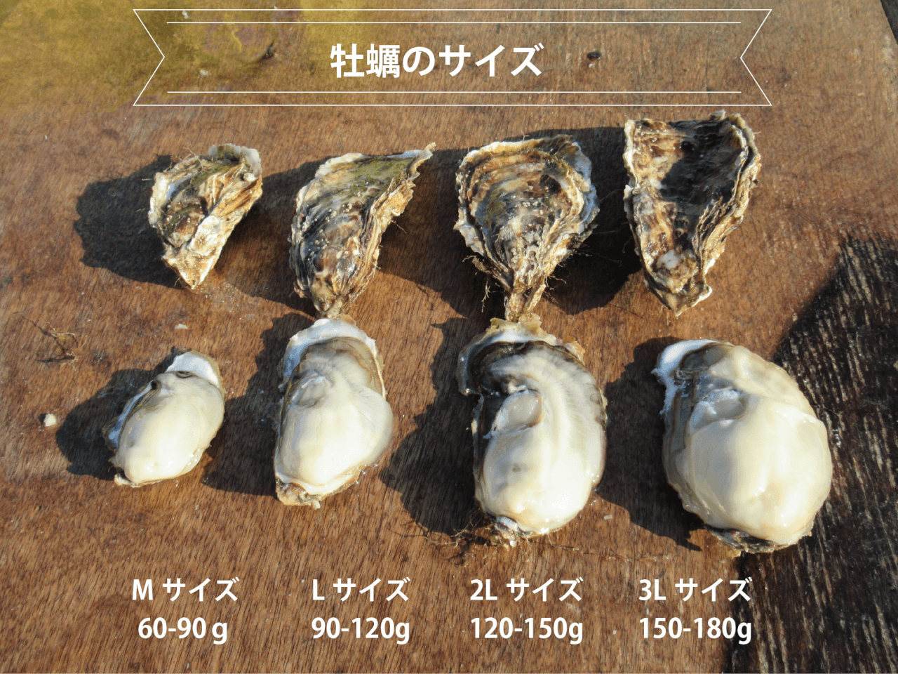 厚岸牡蠣マルえもんの大きさ